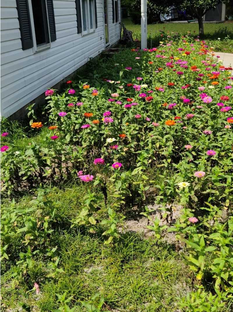 Mulch Heavily