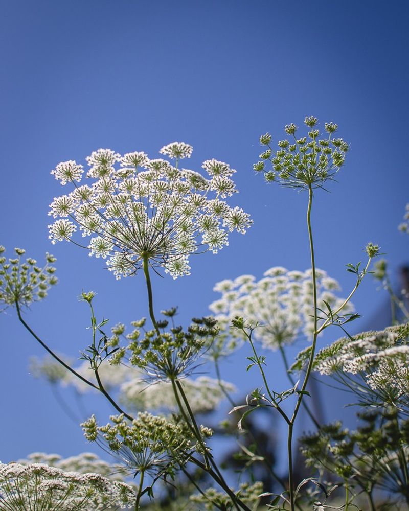 Queen Anne's Deadly Cousin