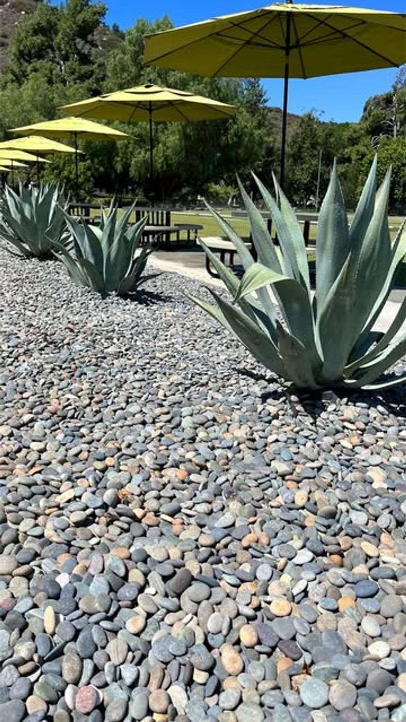Agave And Stone Combination