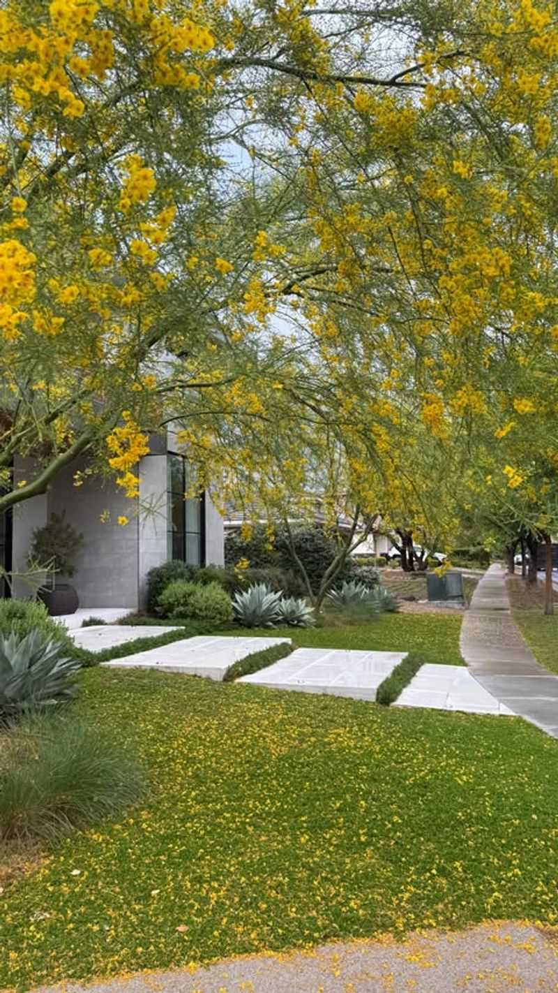 Desert-Friendly Shade Trees