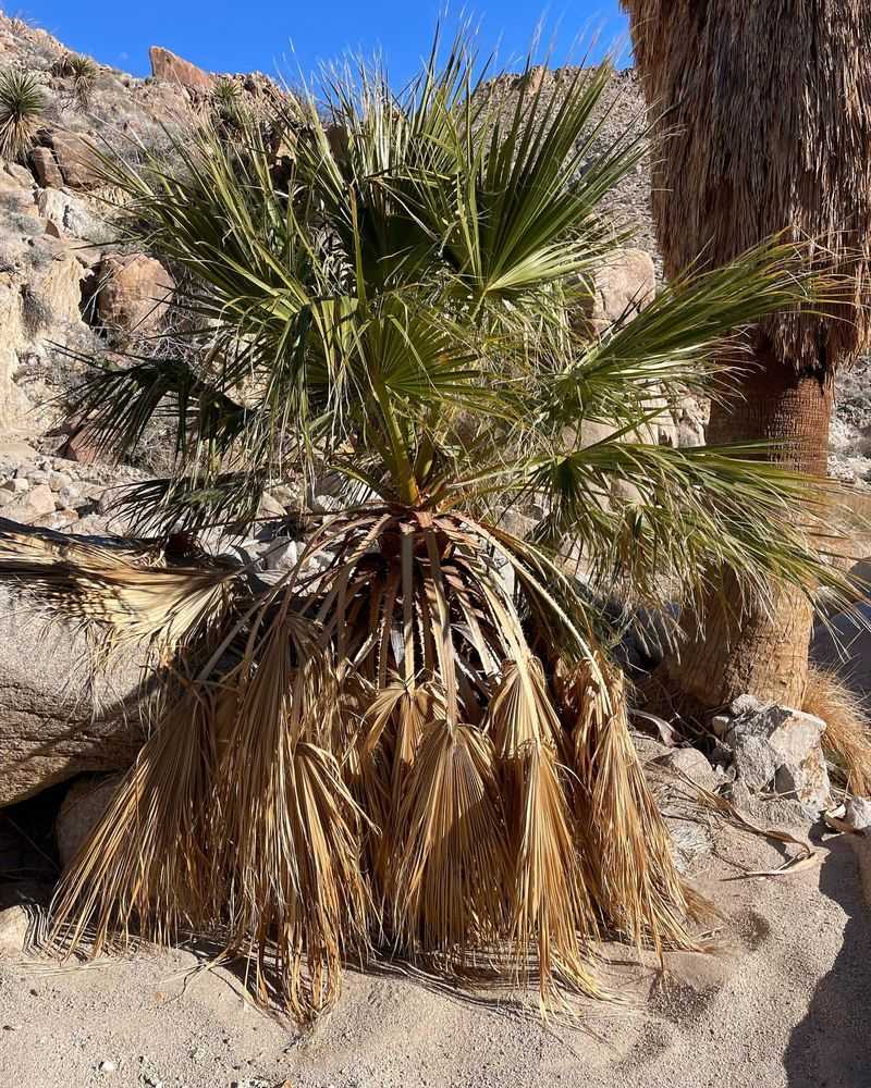 Non-Native Palm Trees