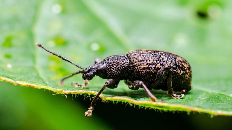 Vine Weevil Nighttime Raids