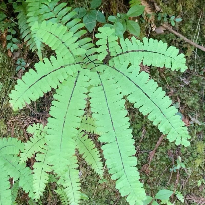 Maidenhair Fern (Adiantum aleuticum)