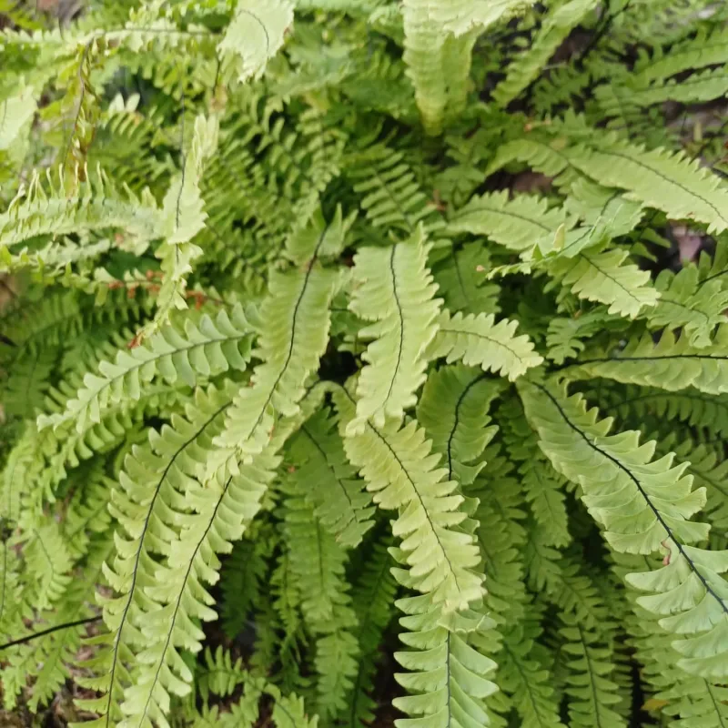 Maidenhair Fern (Adiantum aleuticum)