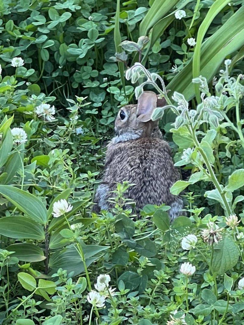 Rabbit Barrier For Vegetable Gardens