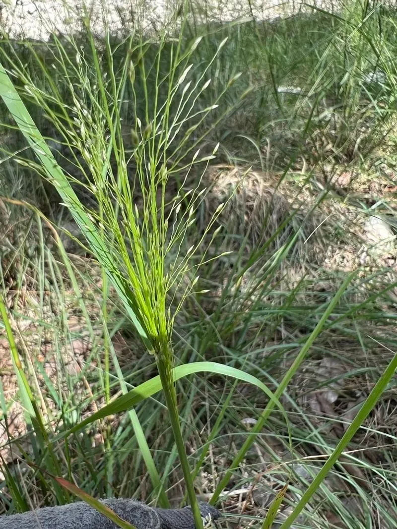 Plains Lovegrass Brings Airy Elegance