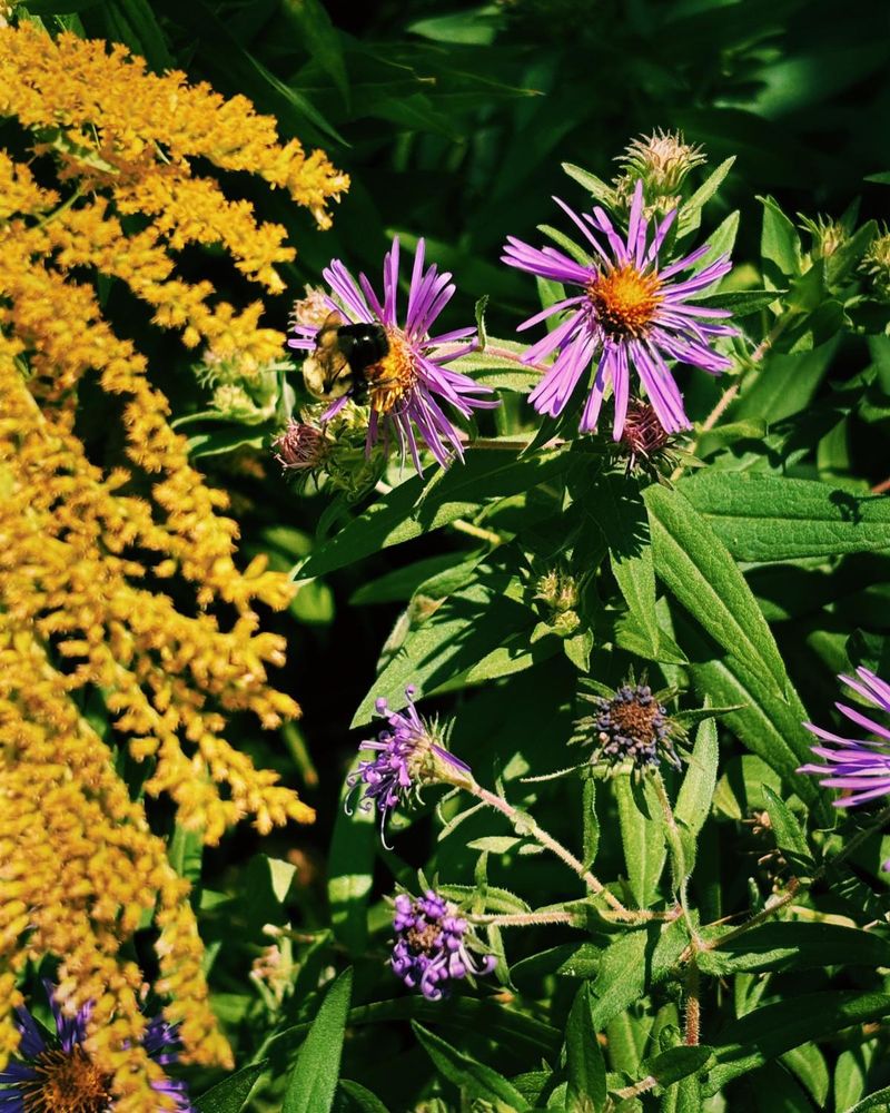 Plant Native Late-Blooming Flowers