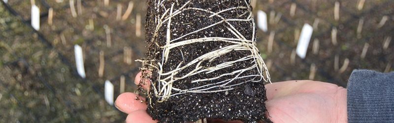 Root Pressure Signs