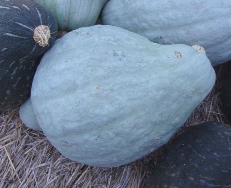 Blue Hubbard Squash