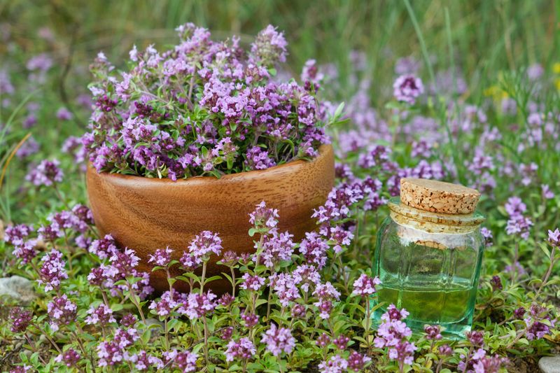 Trailing Thyme As A Natural Table Runner