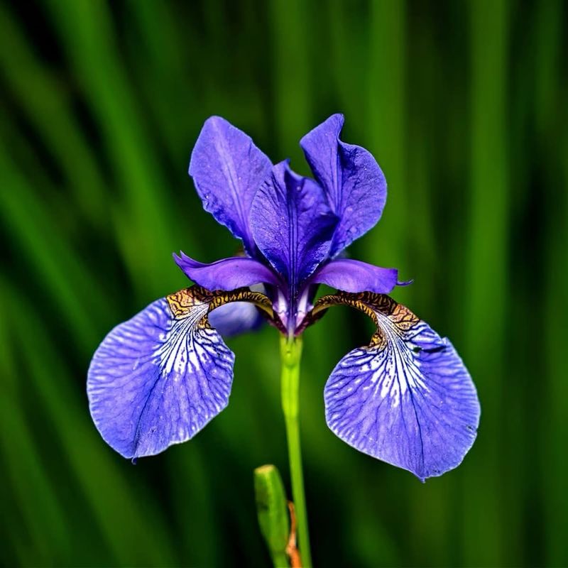 Striking Iris
