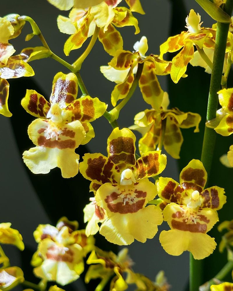 Oncidium Orchid