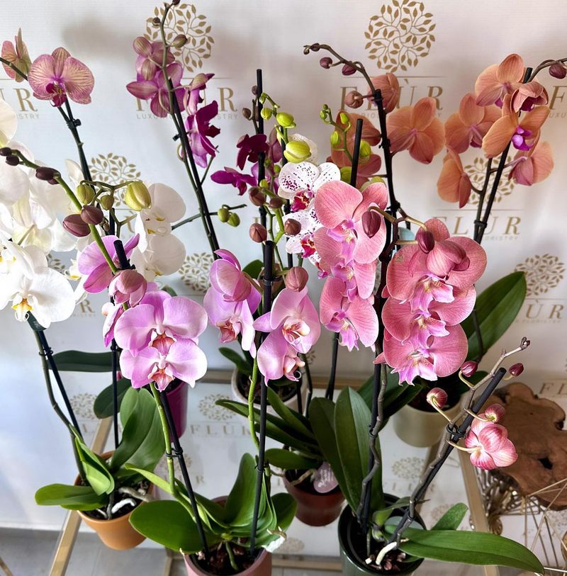 Phalaenopsis Rainbow