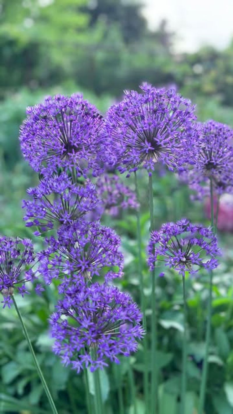 Stunning Alliums