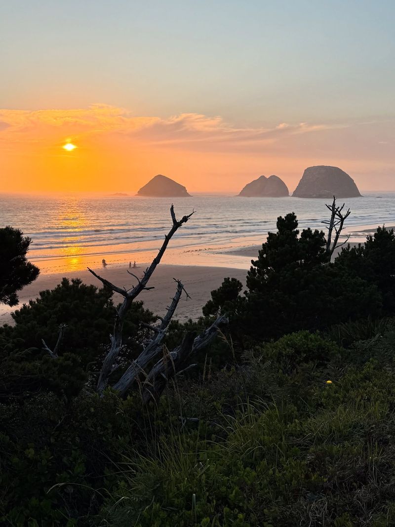 Oceanside's Coastal Wild Rose Corridors