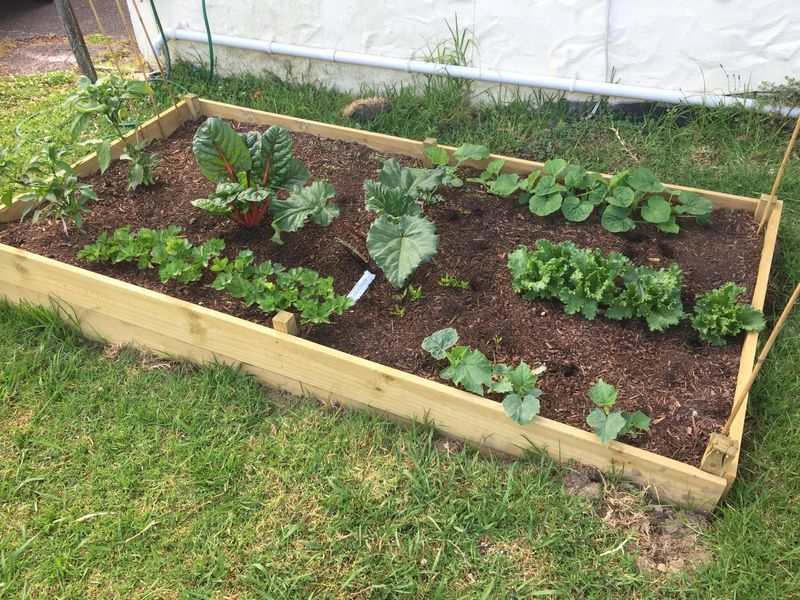 Raised Bed Vegetable Gardens