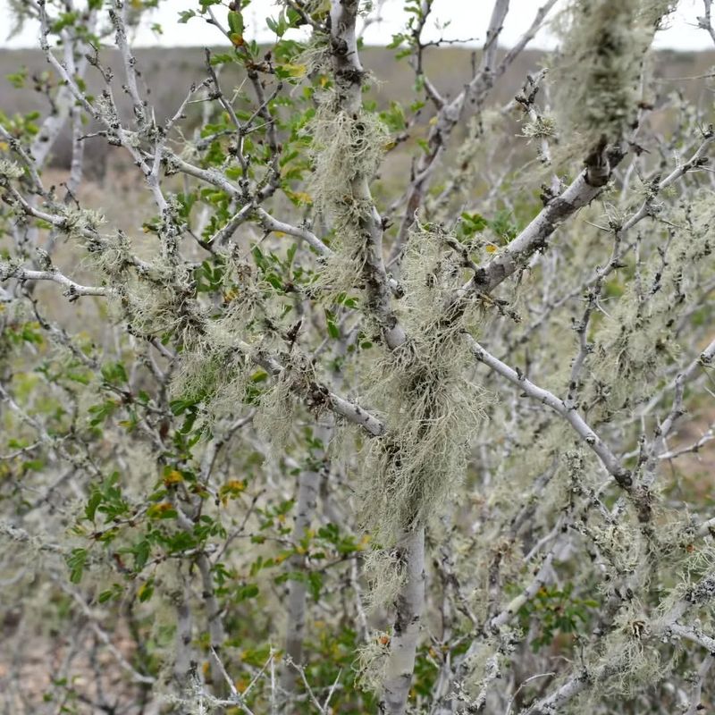 Blackbrush