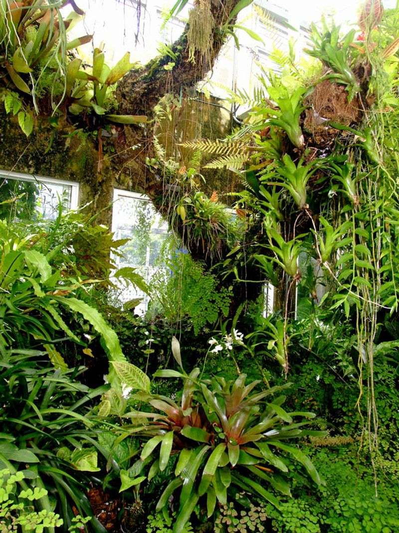 Tropical Rainforest: Lush Canopy Dwellers