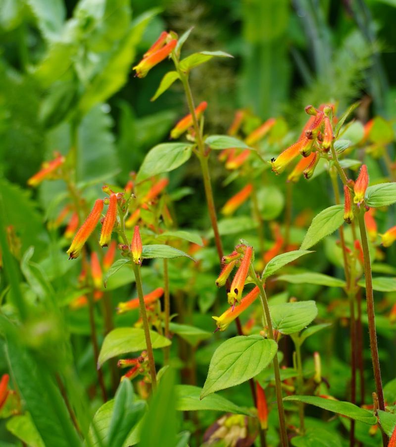 Flying Dragon Cigar Plant (Cuphea ignea 'Flying Dragon')
