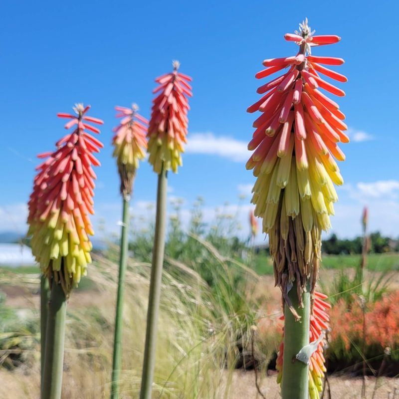Red Hot Poker