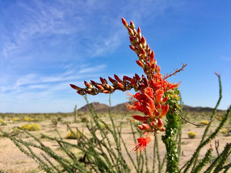 Ocotillo