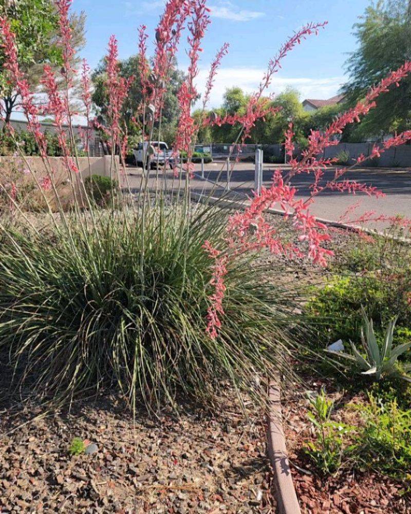 Red Yucca