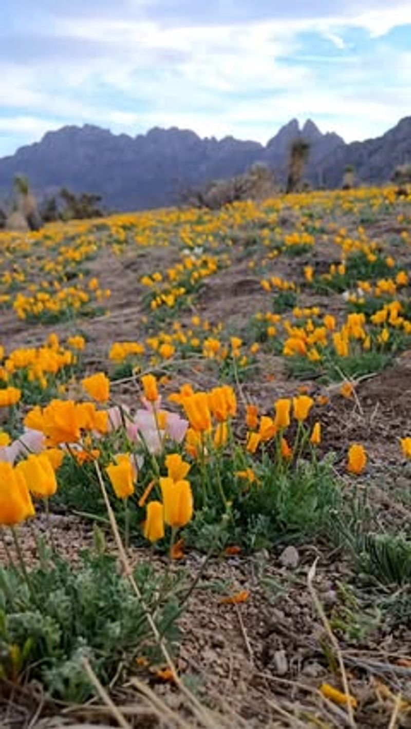 Mexican Gold Poppy
