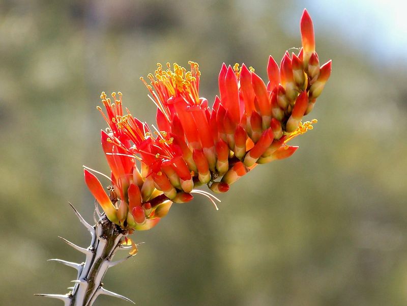 Ocotillo: The Desert's Flaming Spears