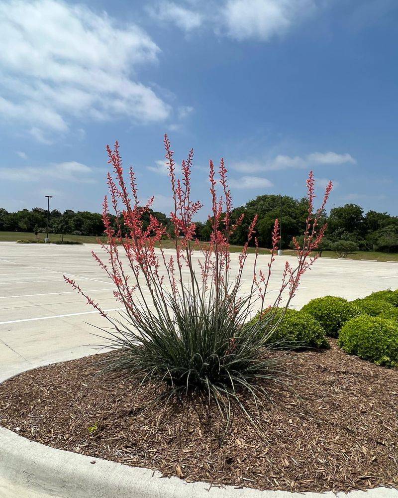 Red Yucca: Fountain Of Crimson Blooms