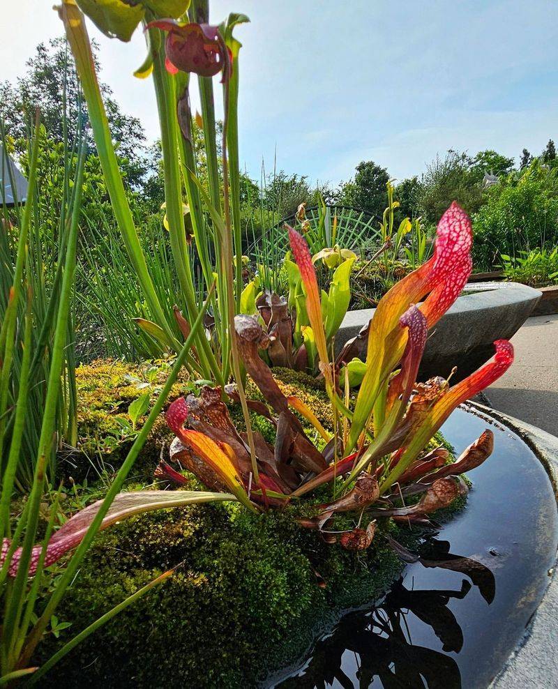 Carnivorous Garden