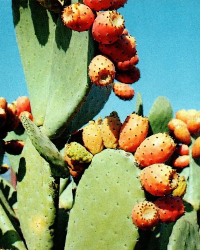 Prickly Pear Cactus: From Thorns To Flowers To Fruit