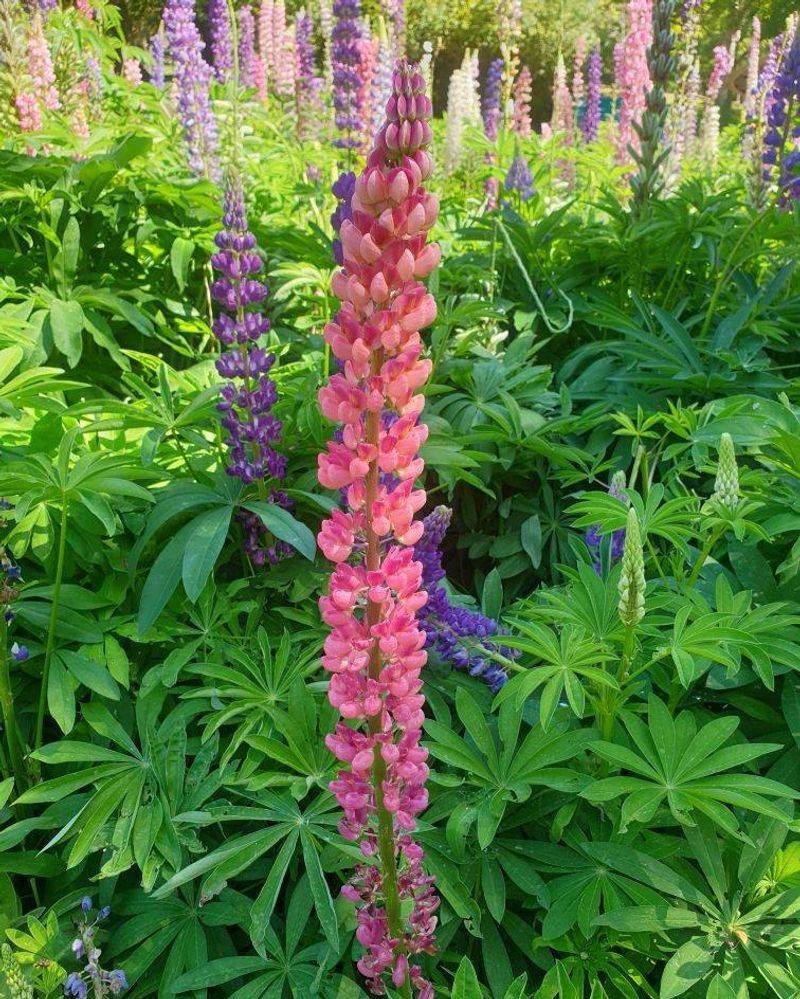 Coulter's Lupine