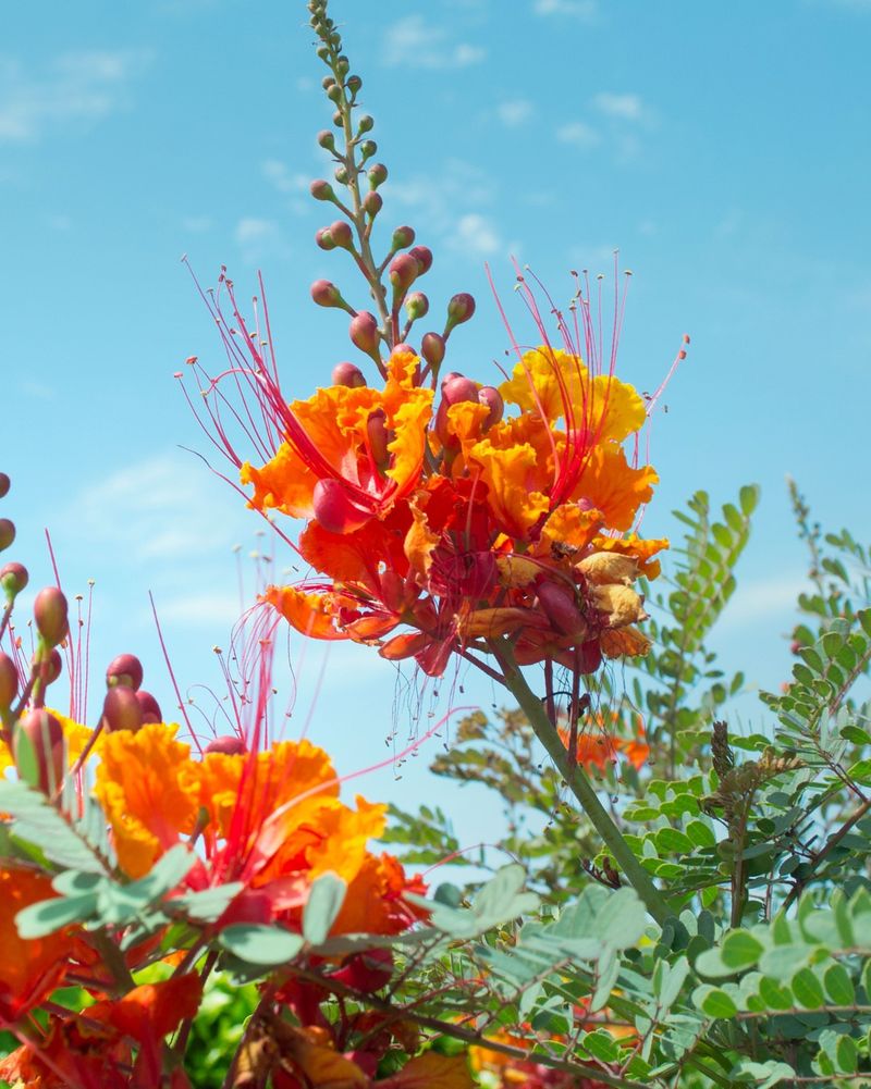 Mexican Bird of Paradise