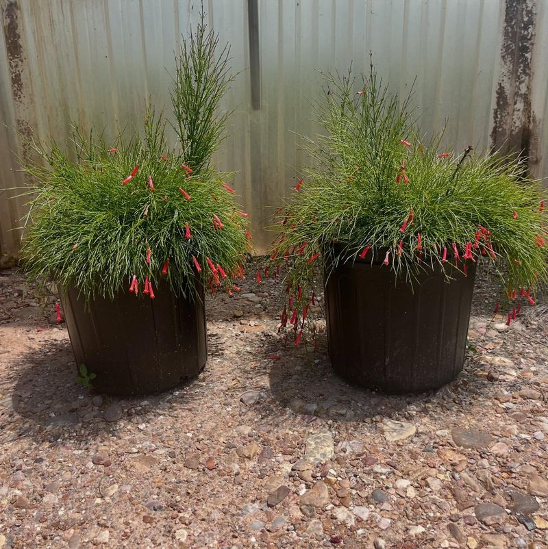 Mexican Feather Grass