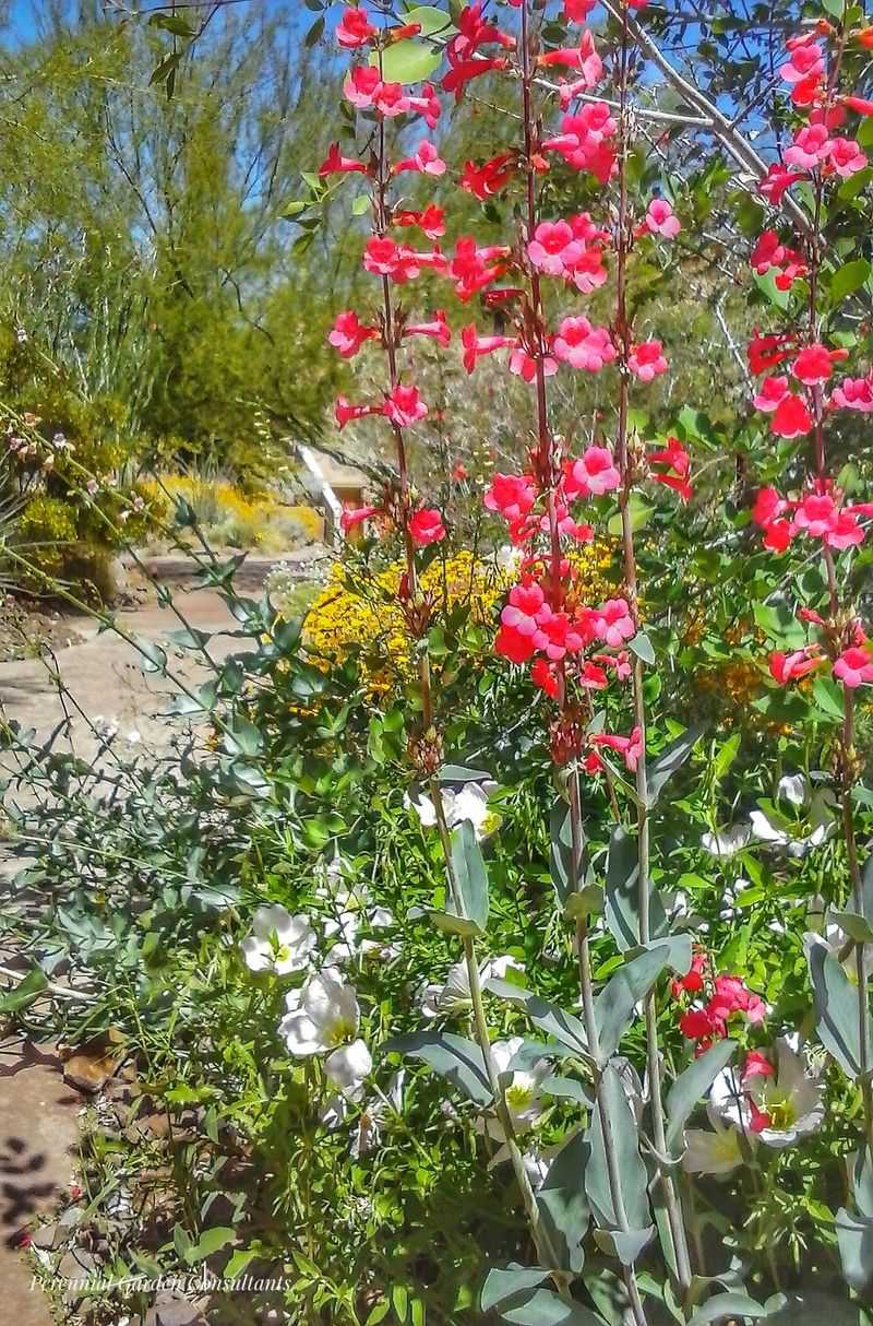 Penstemon And Prickly Pear Pairing