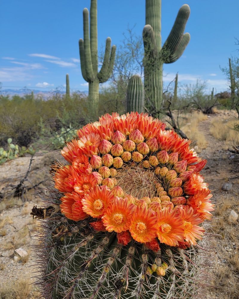 Barrel Cactus