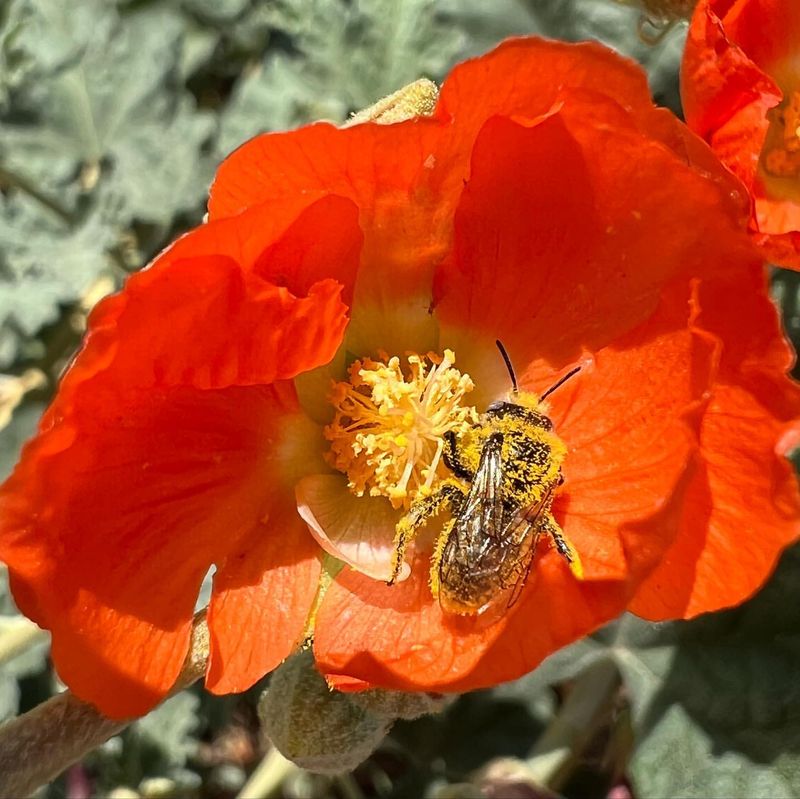 Globe Mallow