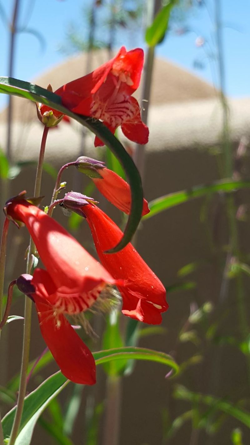 Beardlip Penstemon (Penstemon barbatus)