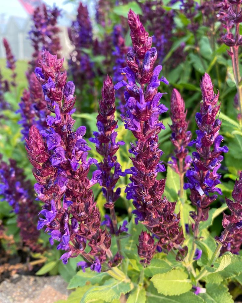 Salvia Splendor
