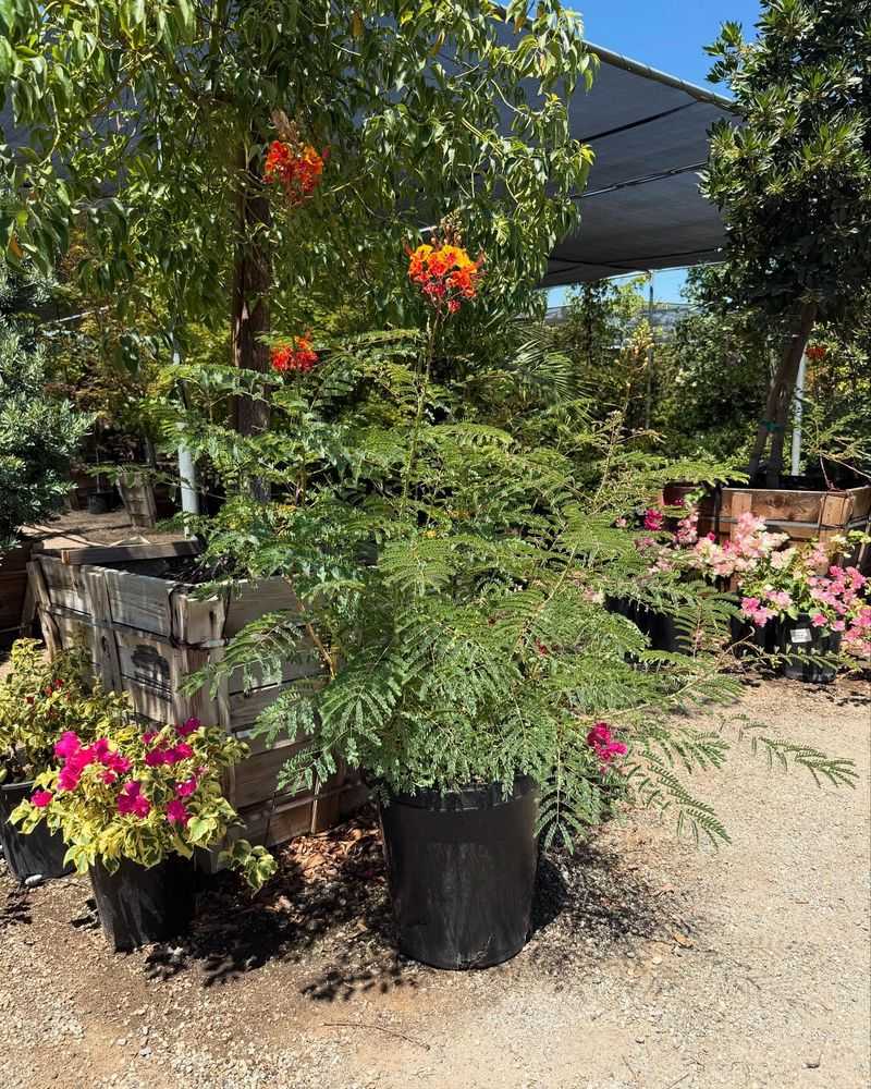 Mexican Bird Of Paradise: Tropical Flair Without The Thirst