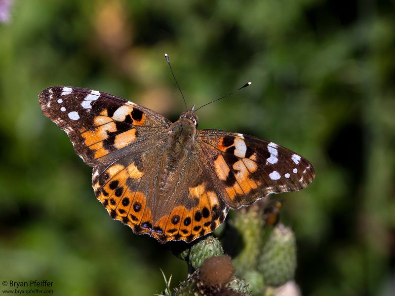 Attract Butterfly Visitors