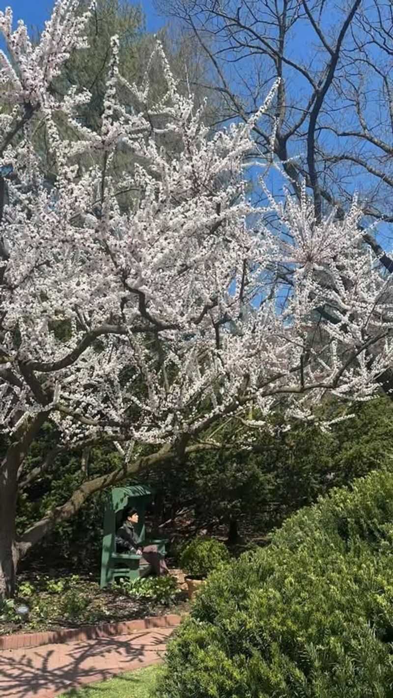 Plant a Fruit Tree Meditation Circle