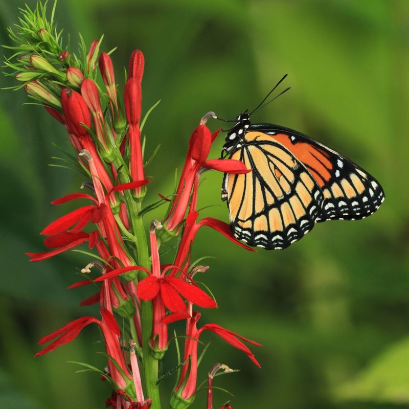 Native Plant Selection For Middle Tennessee