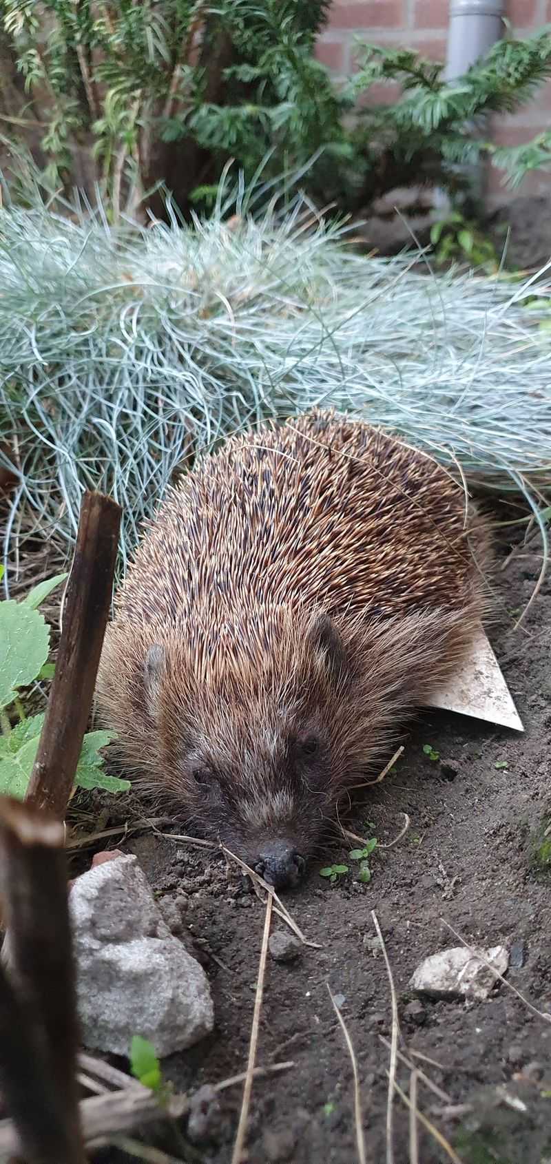 Maintaining Your Hedgehog Haven