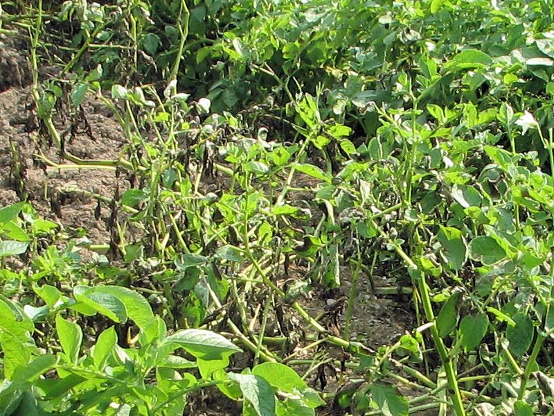 Rotate Nightshade Family Crops