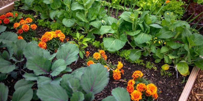 Optimize Companion Planting Based On Soil Conditions