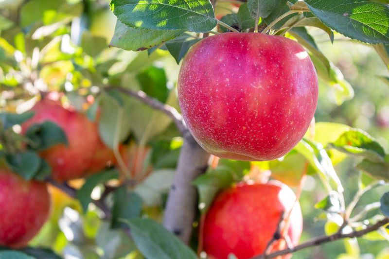 Honeycrisp Apples