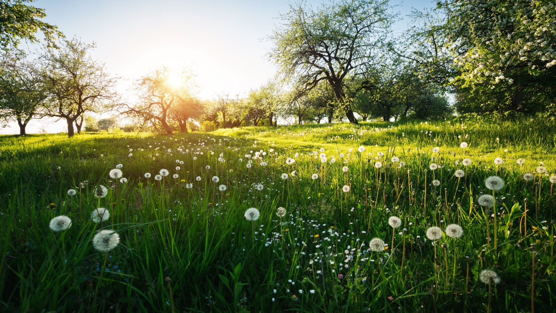 Detroit Garden Galleries Could Feature Forest Garden Installations