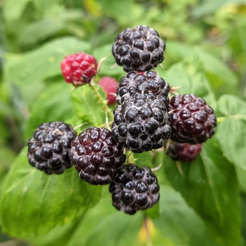 Black Raspberries