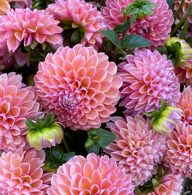 Jersey Beauty